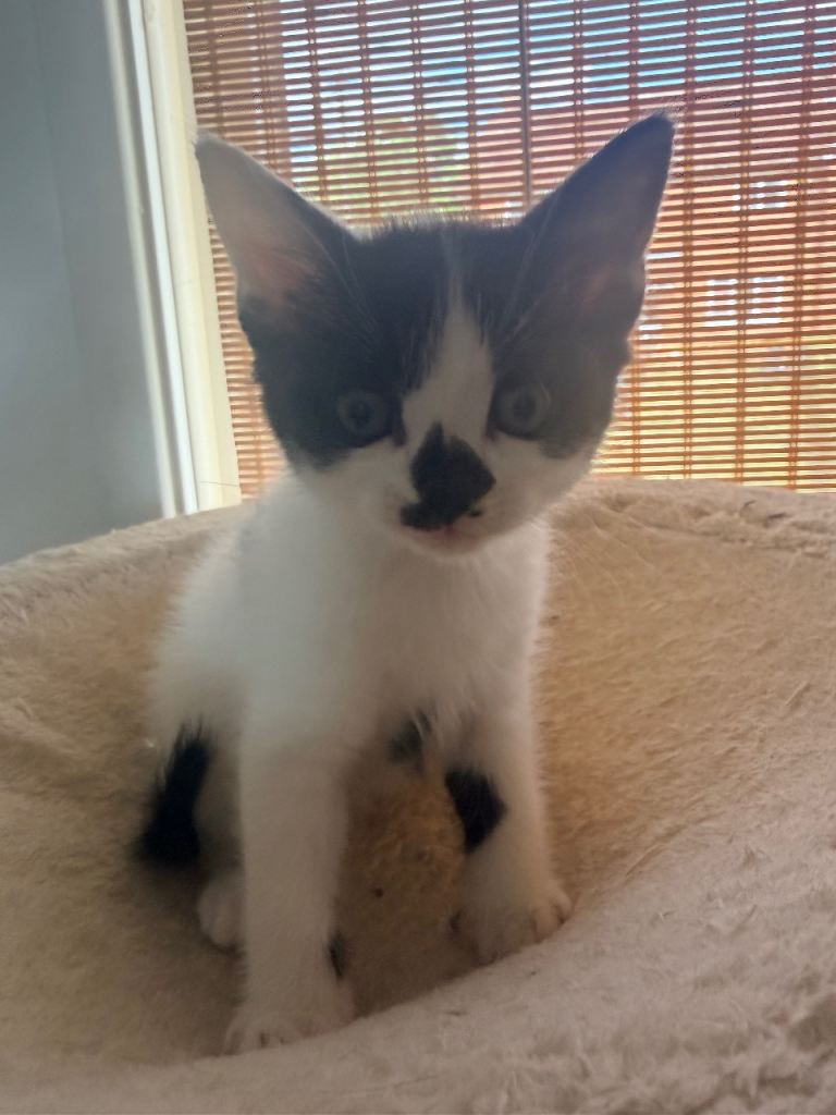 Two little boys looking for their forever homes