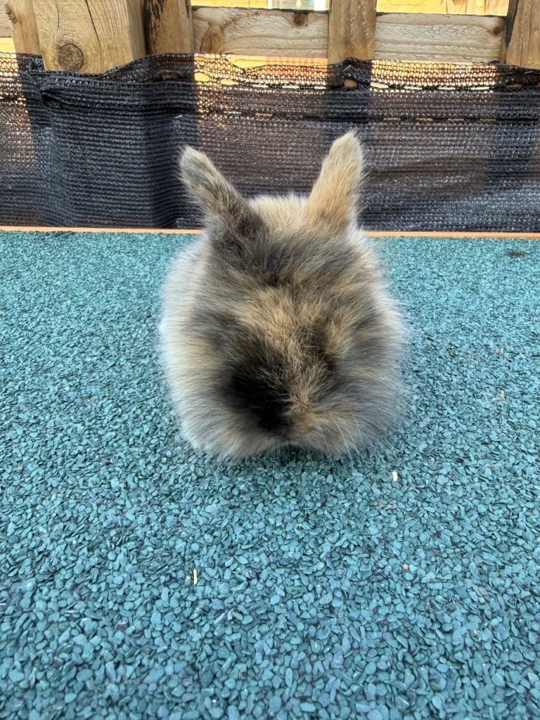 7 lionhead x 