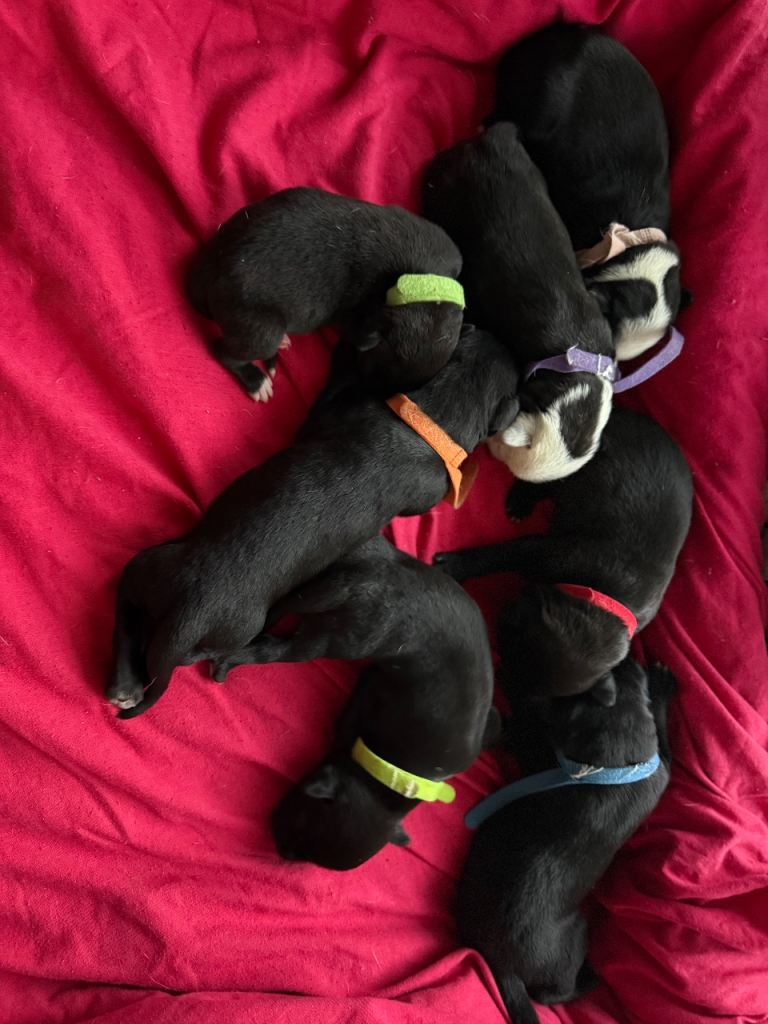 Cane corso/presa x husky/staff pups