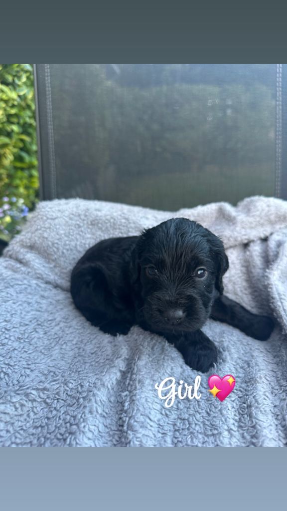 Stunning Litter of Cockerpoo puppies 