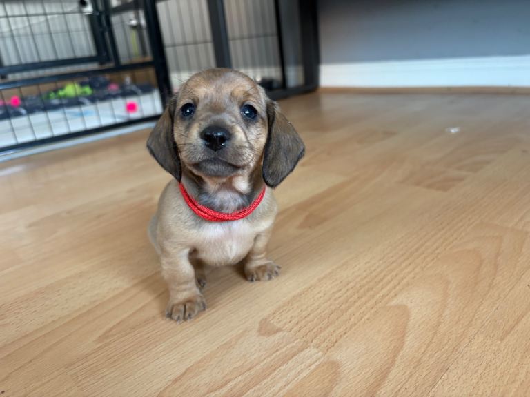 Dachshund puppies 