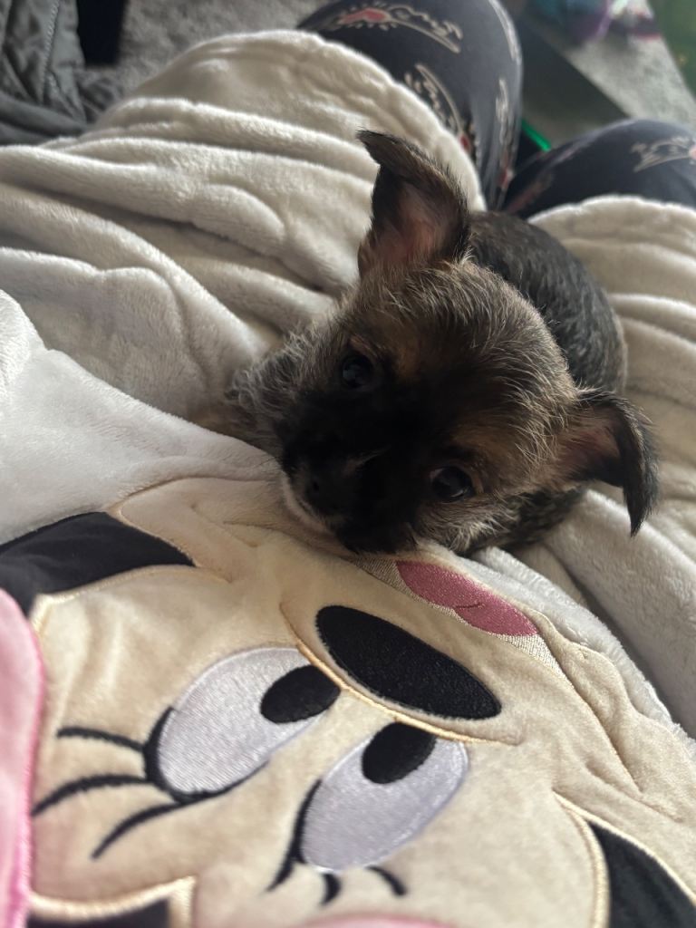 Chihuahua teacup puppy’s 