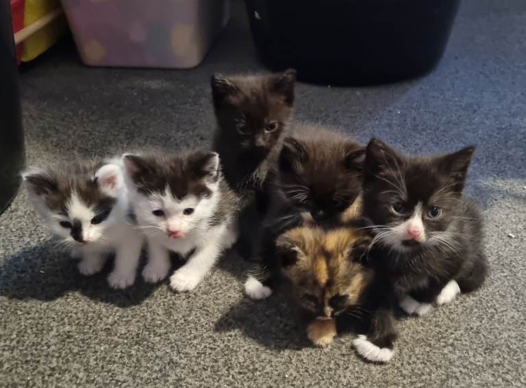 Ragdoll/Blue Russian kittens 