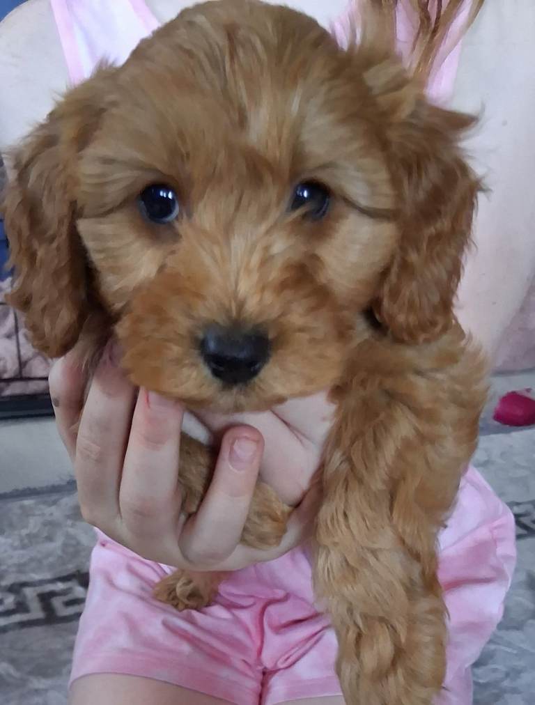  Cavapoo puppies 