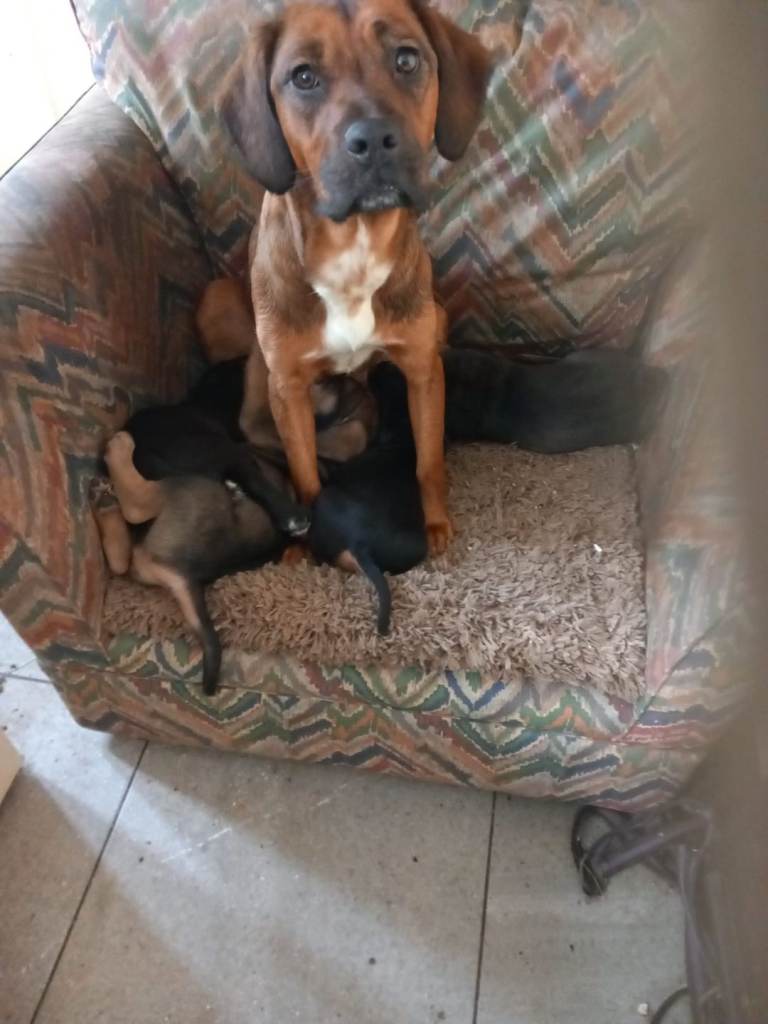 Ridgeback x Mastiff Puppies