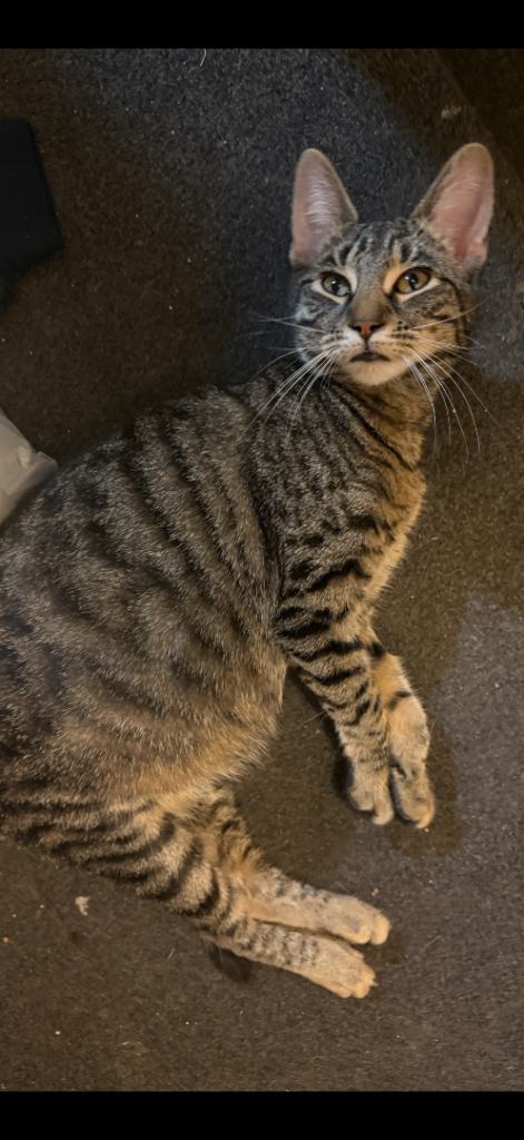 Female cat