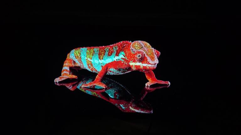 TCL 43" UHD 4K HDR Roku Smart TV