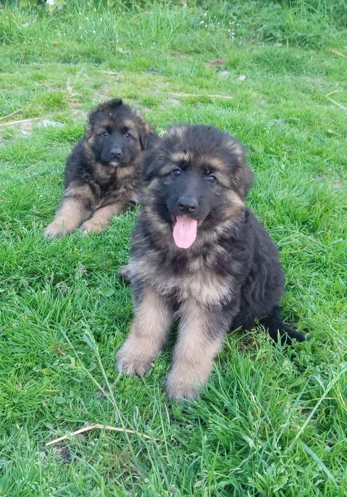Bundle of long hair German shepard puppies 