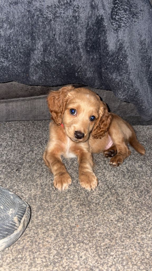 Cockapoo puppies 