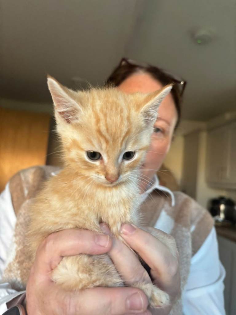 Kitten