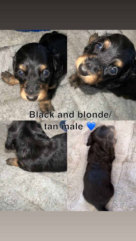 Miniature dashaund puppies 
