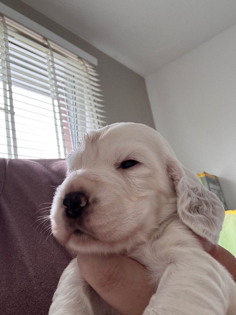 Cocker spaniel puppys