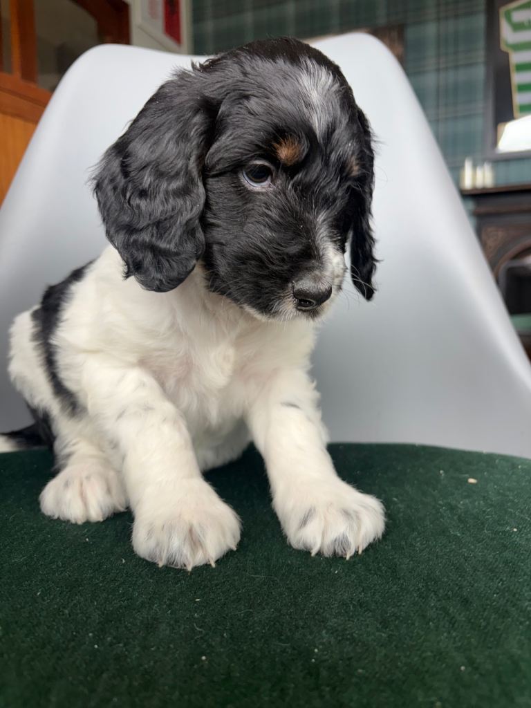 F1b bernedoodle puppies 