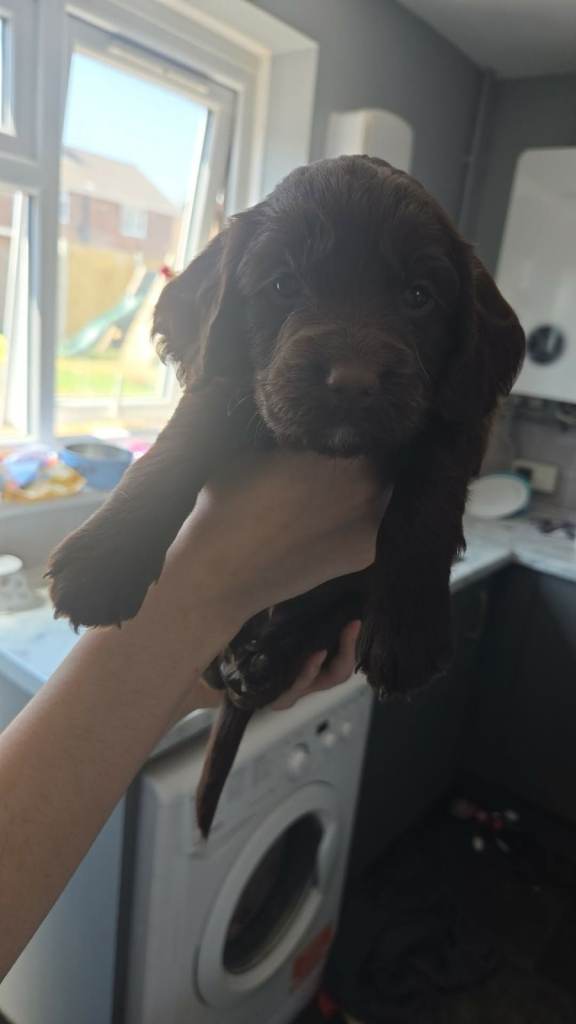 Sprocker Puppies for sale girls and boys updated photos 