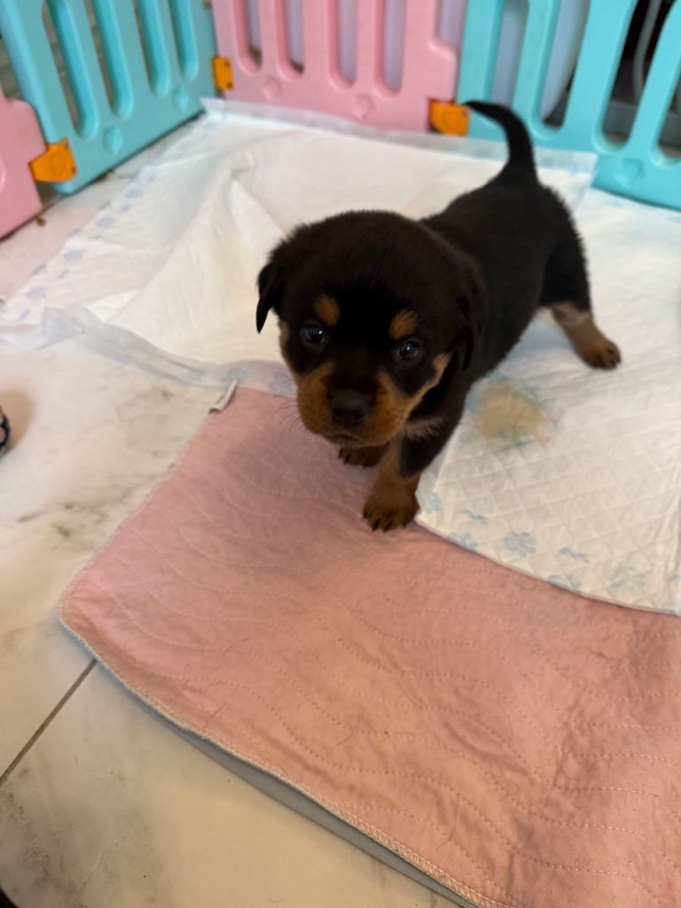 Chunky Rottweiler puppies 