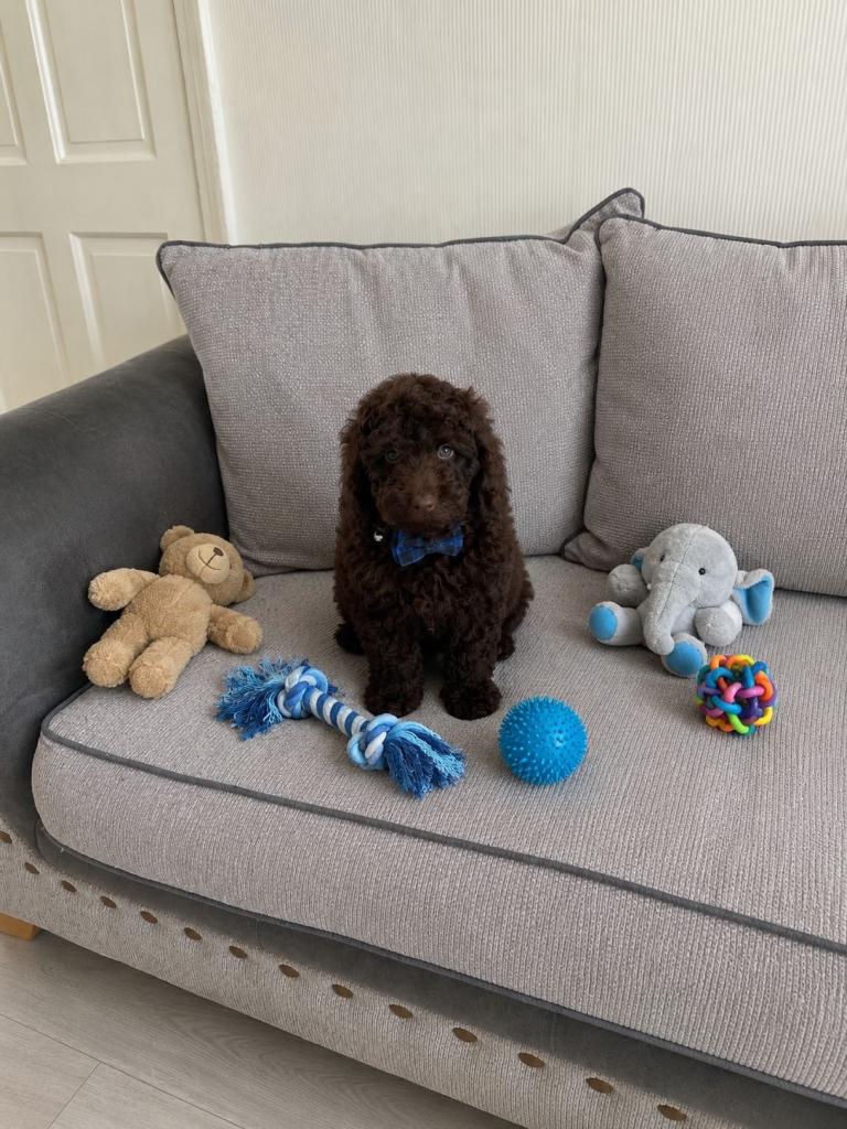 Cockapoo Puppy for Sale 1 boy left 