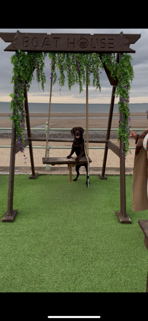Chocolate labrador