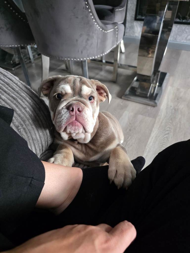 English bulldog 