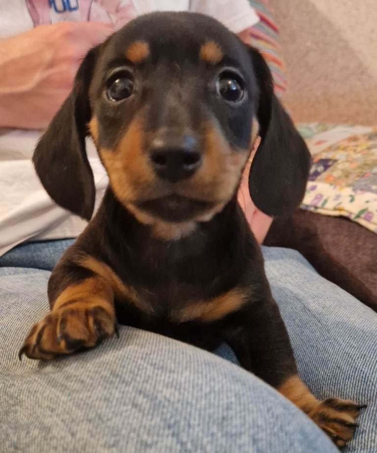 Miniature dachshund puppies