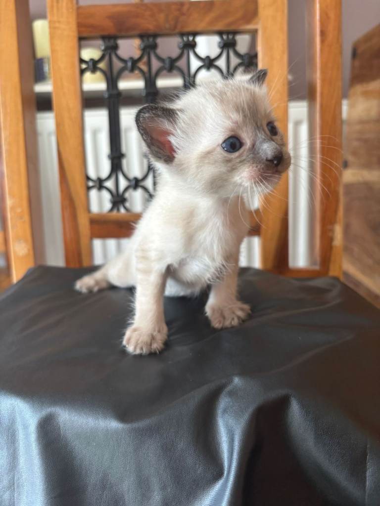 Stunning Siamese kittens for sale 
