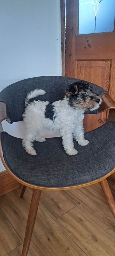 Wire haired fox terrier girl 