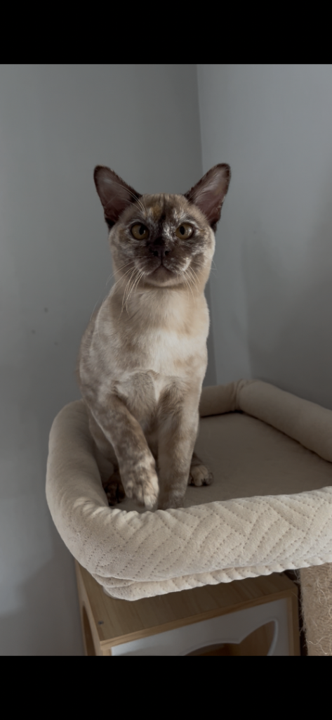 🐾Beautiful Burmese Kitten🐾