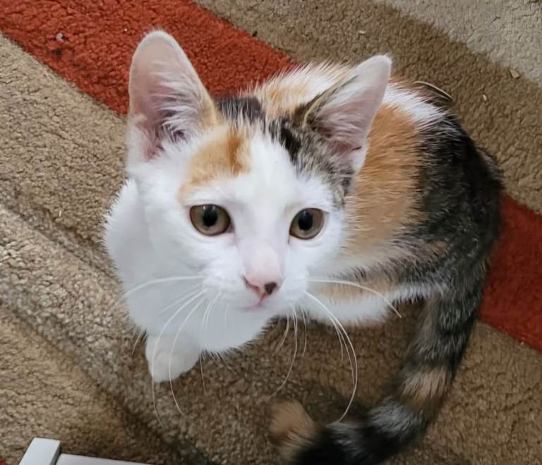 Cat for sale