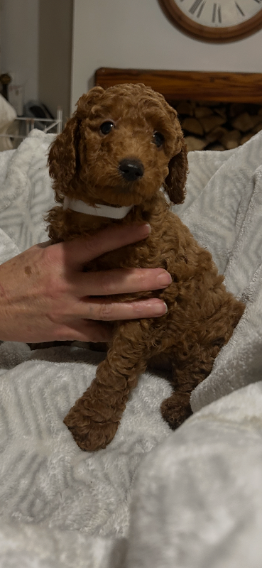 KC reg miniature poodle puppies