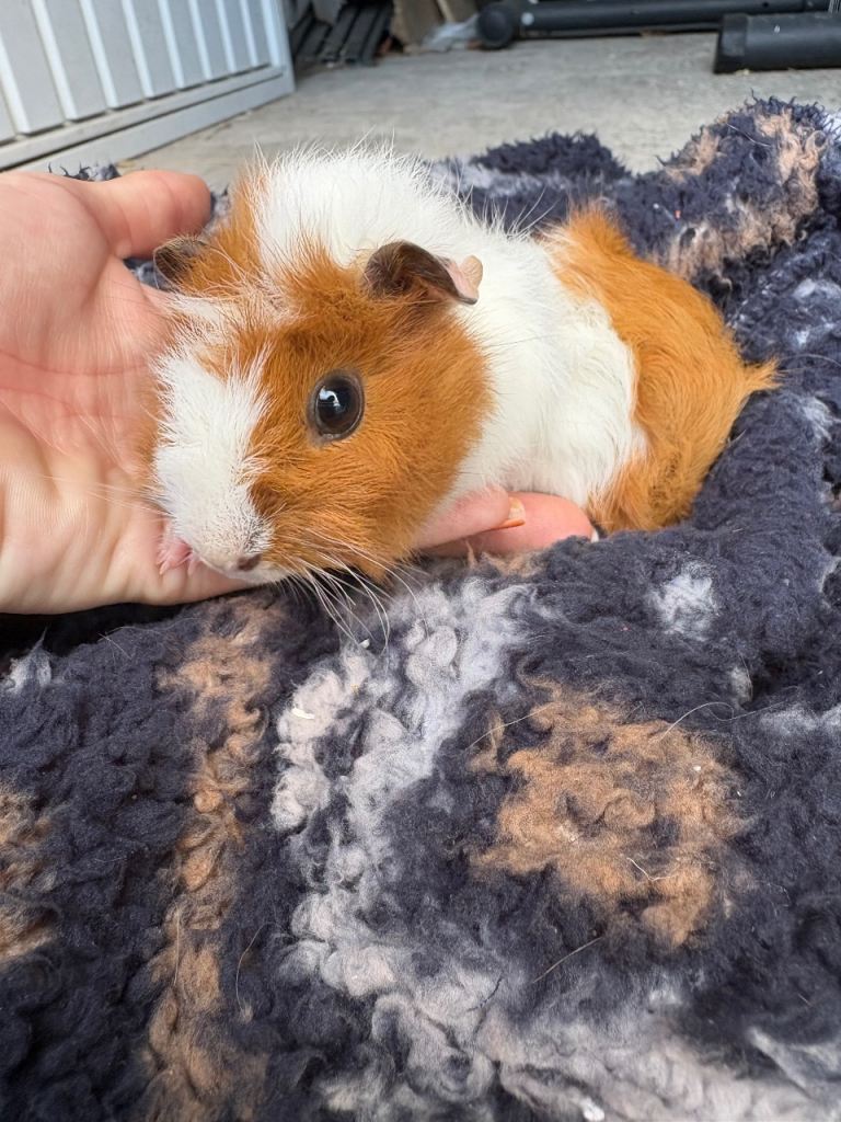 Girl & boy baby guinea pigs 