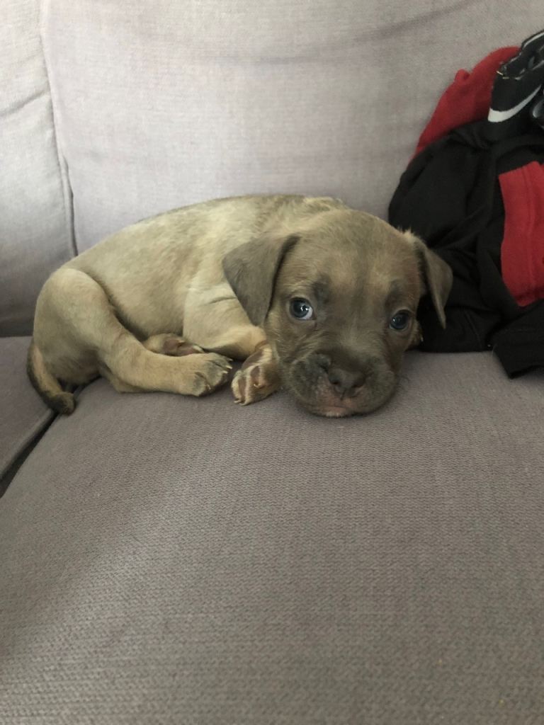 Last pup available frenchy x staffy 