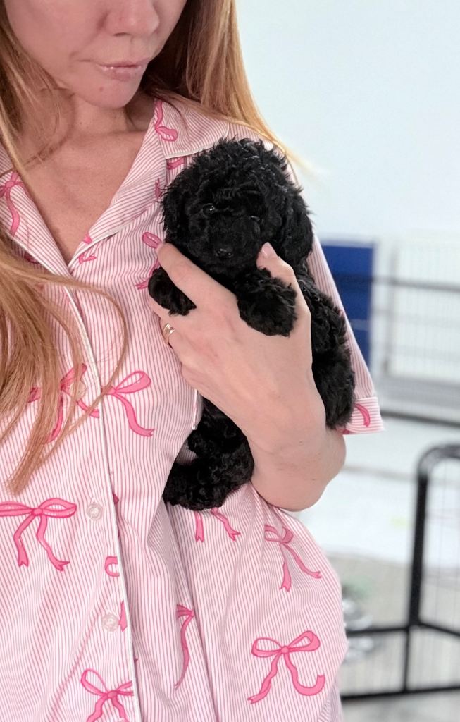 Super Tiny Toy Poodle - Ready to reserve now