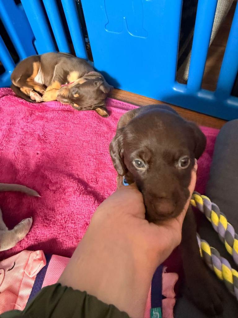 Beautiful lurcher cross patterdale terrier puppies