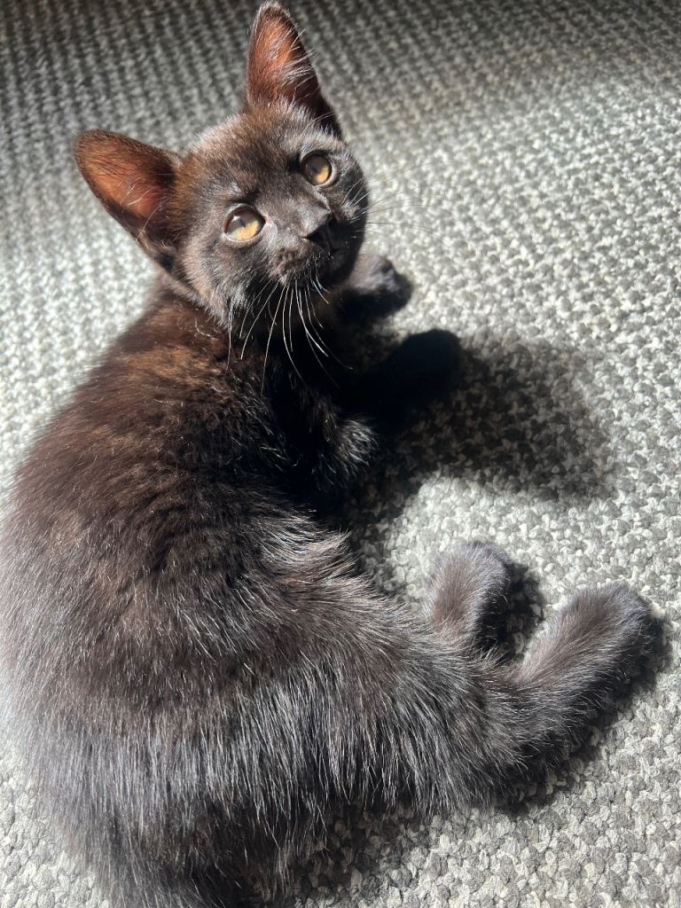 Beautiful kittens ready for a loving home! 