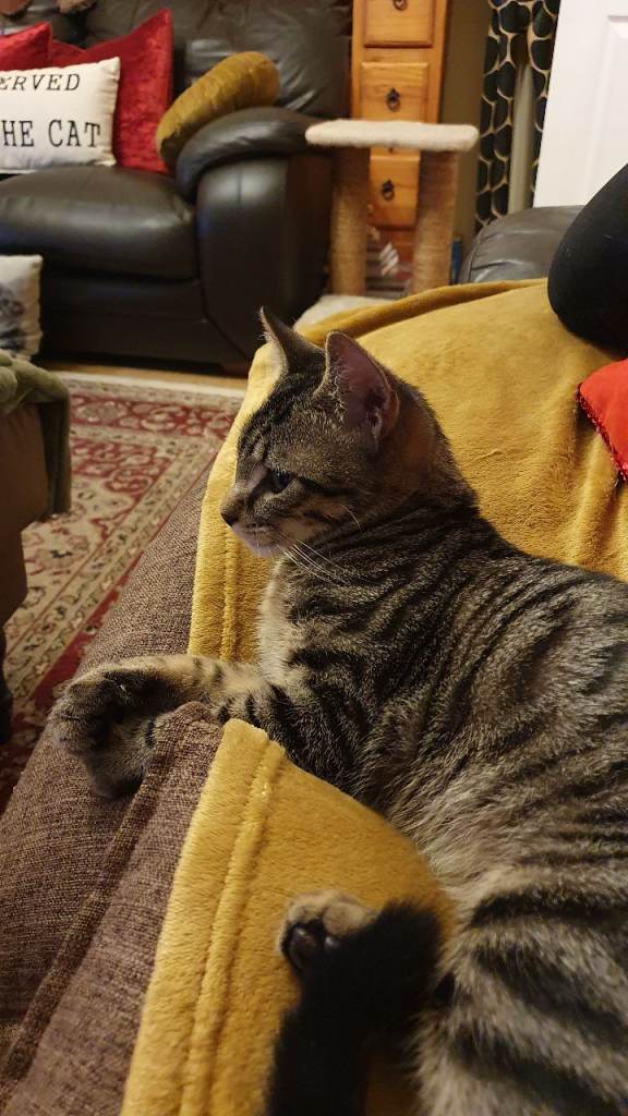 4 Mnths old kitten