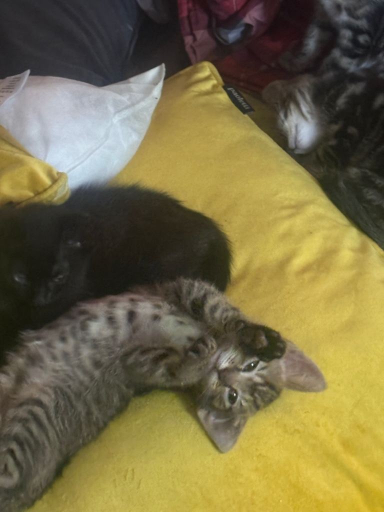 Kittens for sale