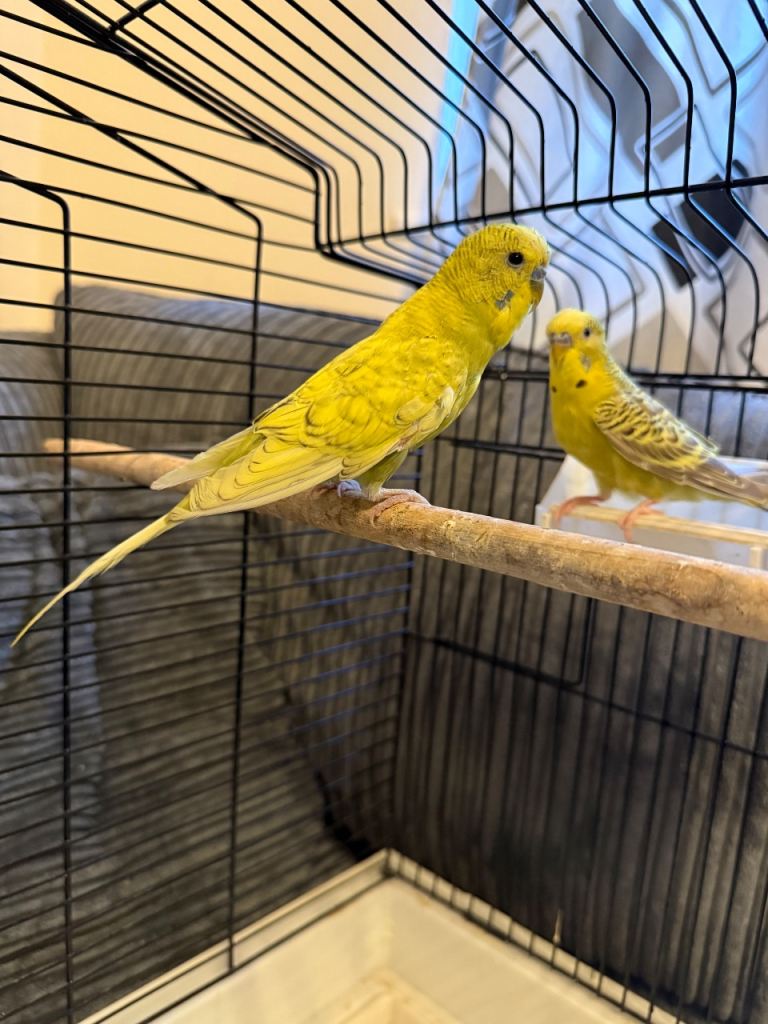 2 male budgies for sale 10 months old