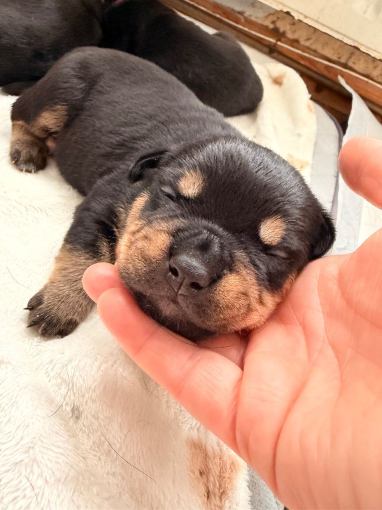 Rottweiler x French bulldog puppies for sale 