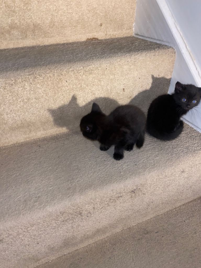 2 Black Female Kittens For Sale
