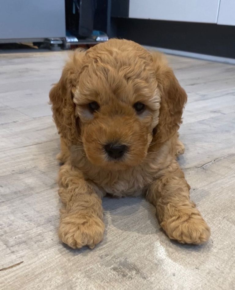 Cockapoo puppies 