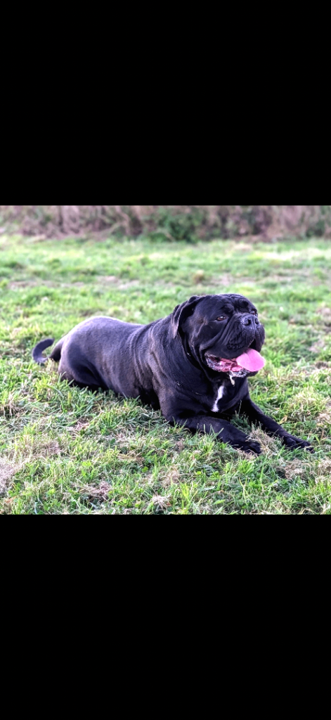 Cane Corso 