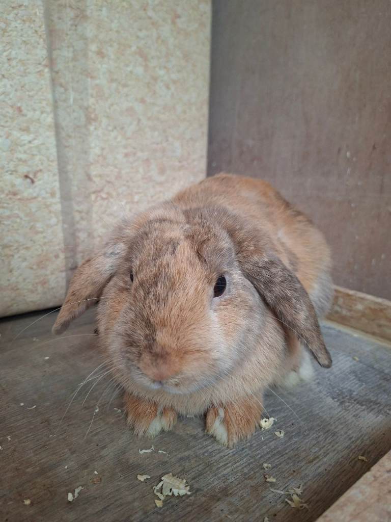 8 month old male called george