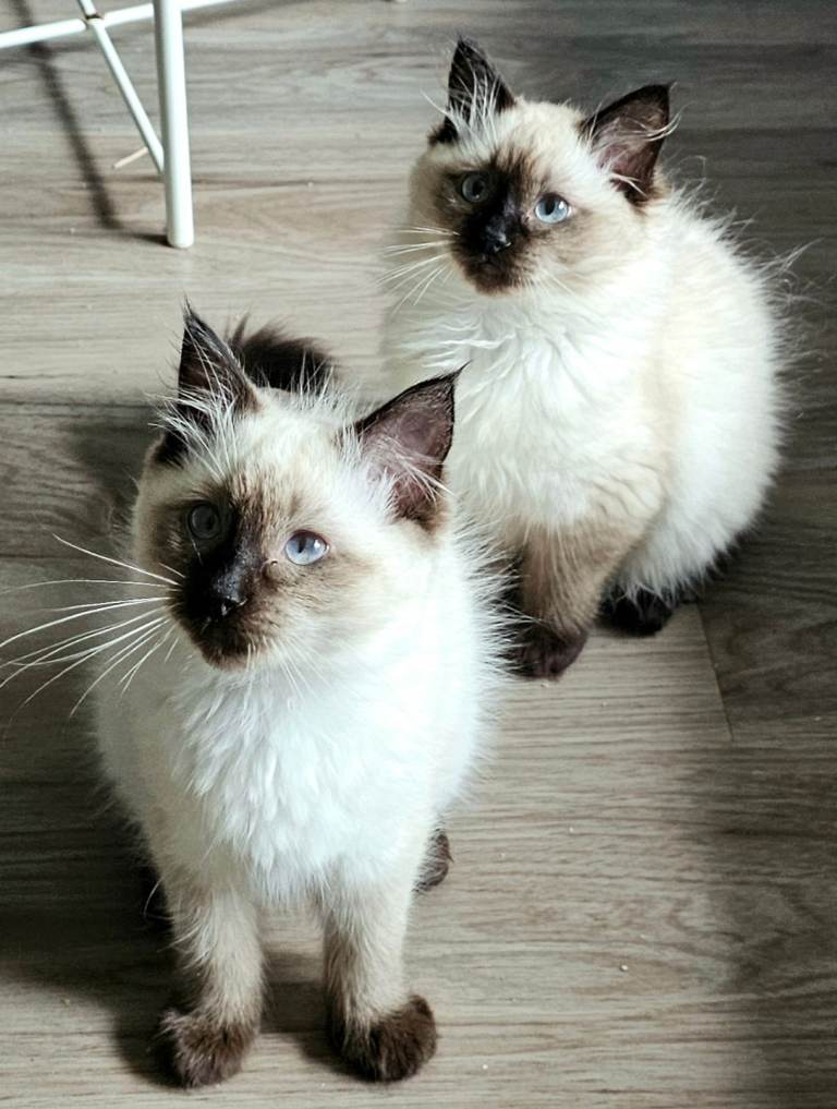 Due to Timewasters 1 beautiful Ragdoll Kitten available. 