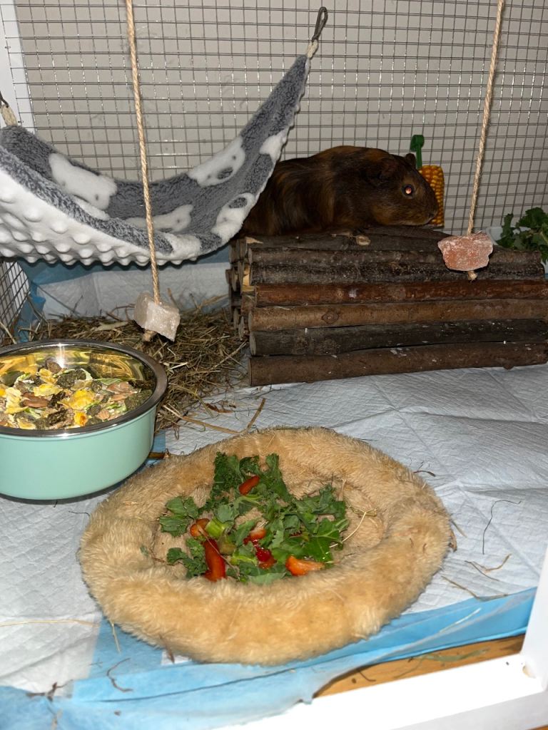 Guinea pig cage and accessories 