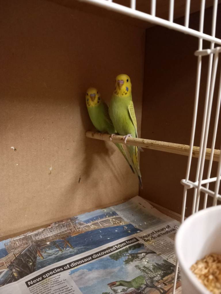 Baby budgies 