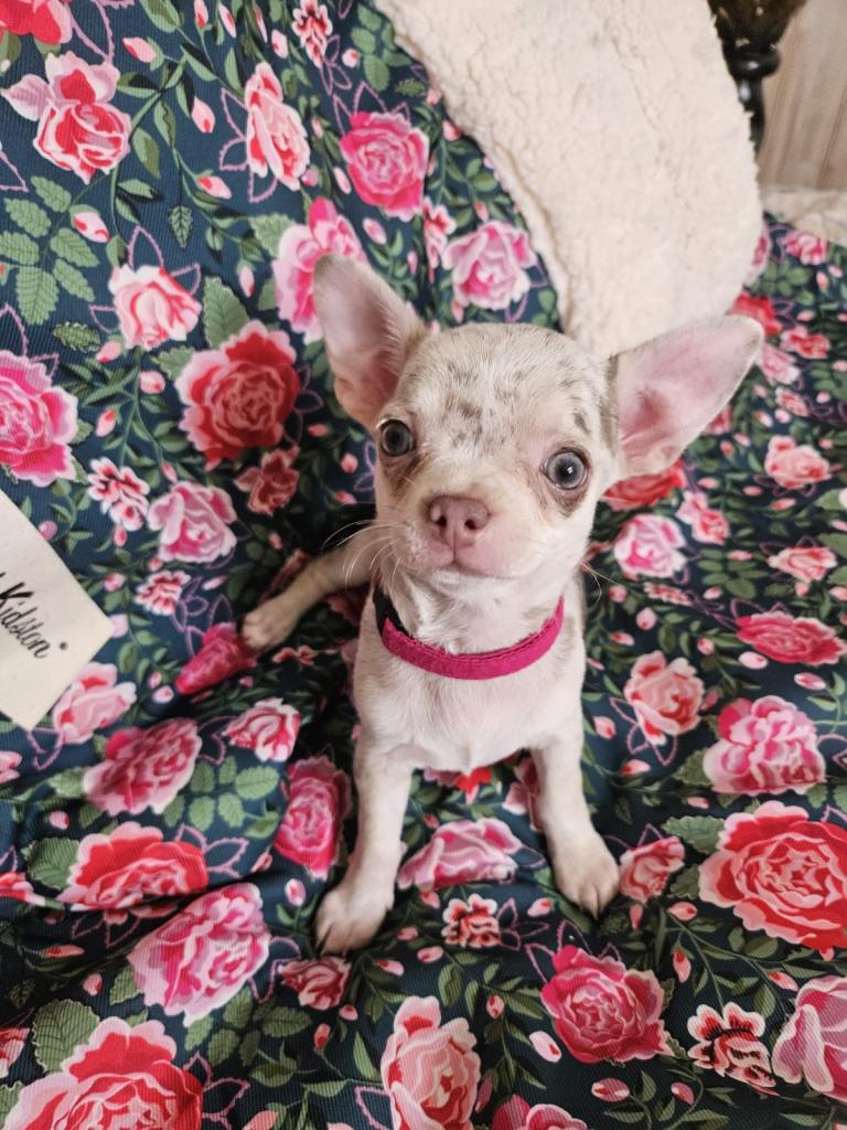 Blue lilac  Merle chihuahua puppies 