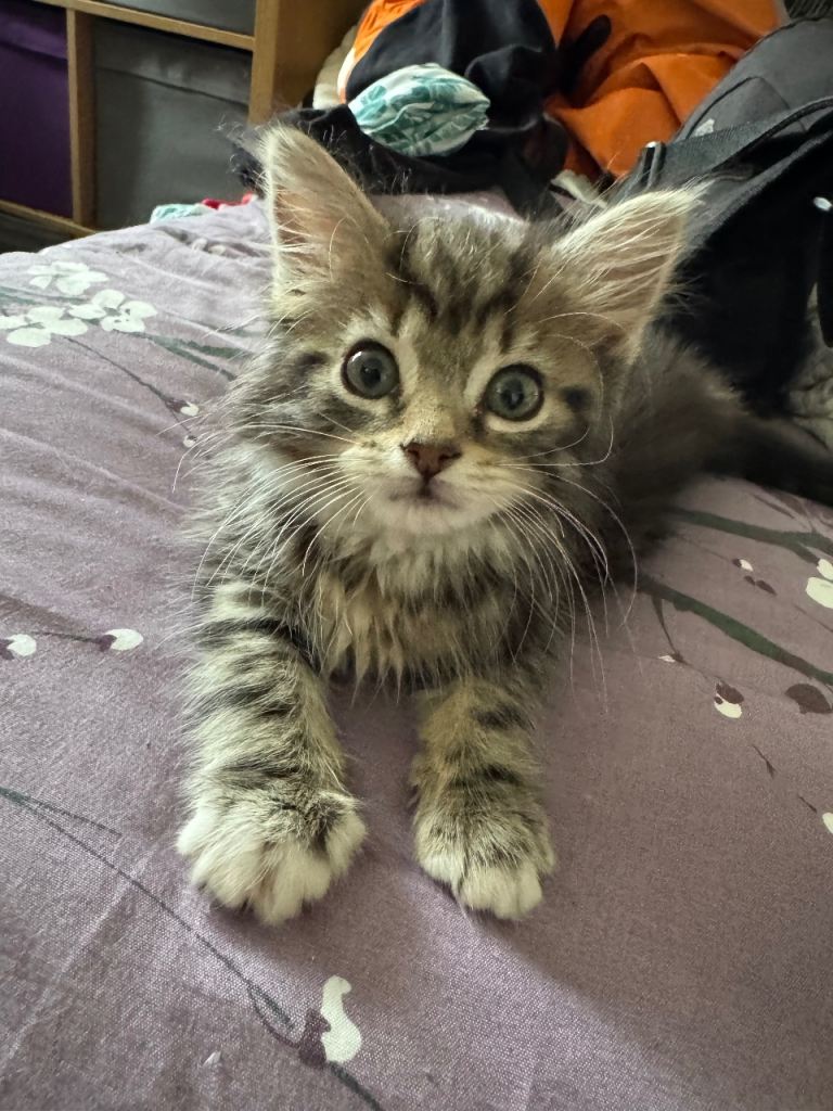 Beautiful 4 month female kitten - cross breed Maine Coon