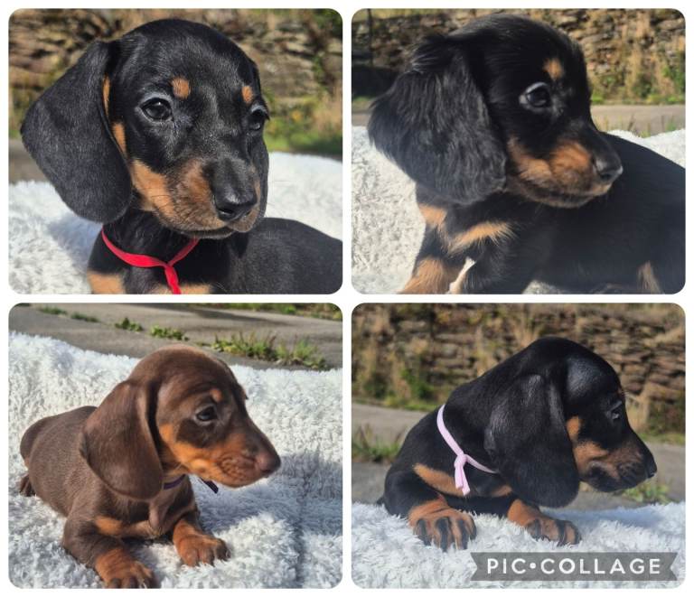 PRA CLEAR MINIATURE DACHSHUND PUPPIES