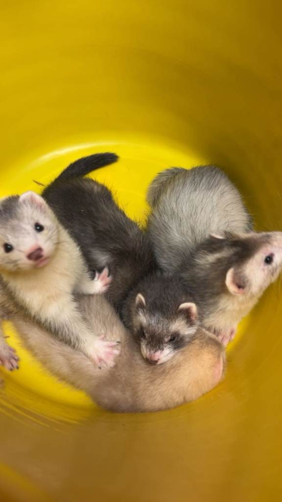 Ferret 