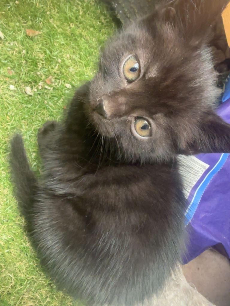 2 black kittens in need of a lovely home