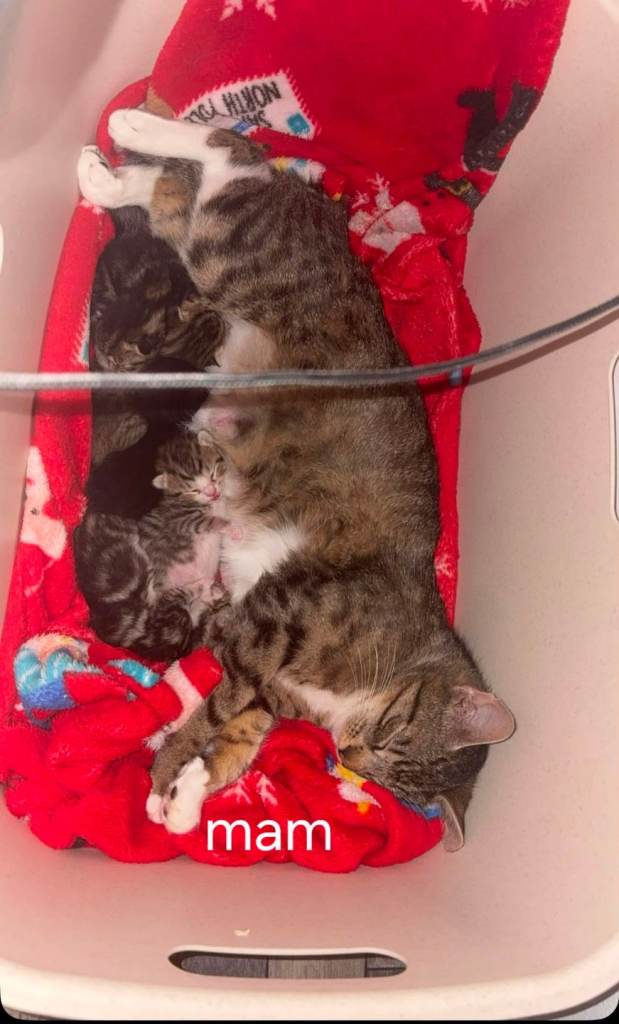 Gorgeous kittens